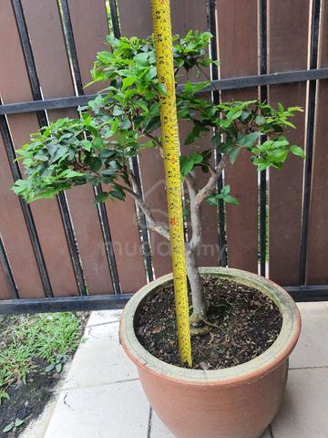 Bonsai Jaboticaba Anggur Brazil - photo 2 of 2