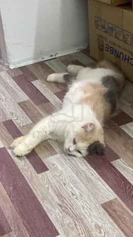 BSH Calico Female - Pets for sale in Setapak, Kuala Lumpur