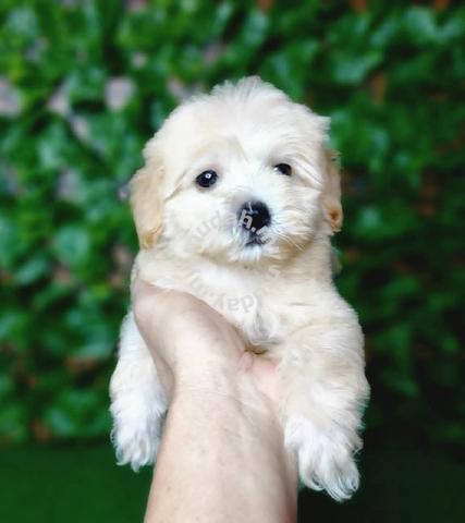 what is a shih tzu toy poodle