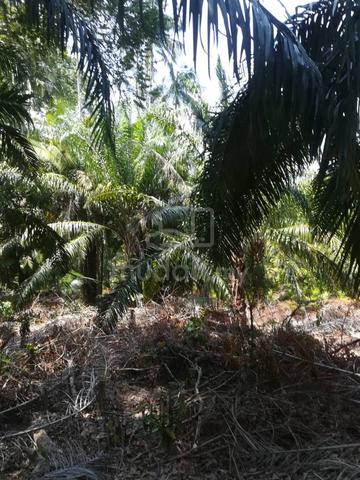 Bukit Koman Raub 20 Ekar 1