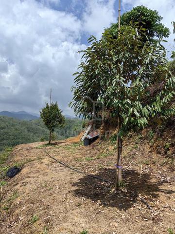 4.5 Acres Freehold Durian Farm Kenaboi Titi Jelebu Negeri Sembilan 1