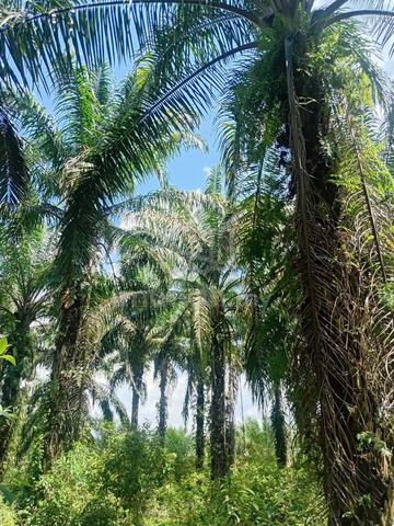 Kebun Kelapa Sawit 1
