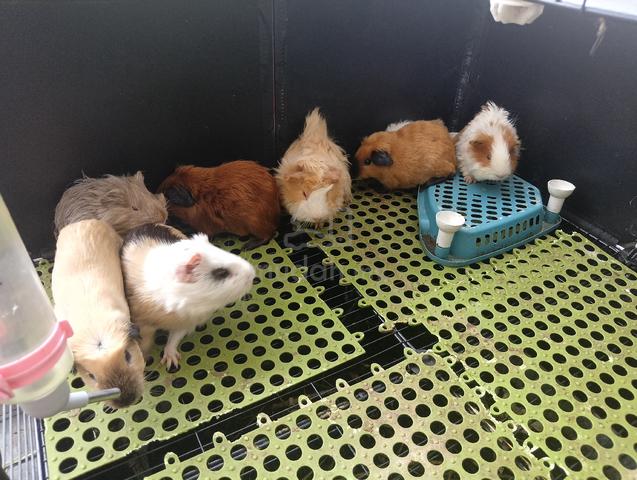 Guinea Pig  - photo 3 of 6