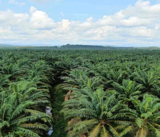 PRIVATE LAND Pahang Kuantan Gambang Maran Luit 4110 acre Palm Oil Land 1