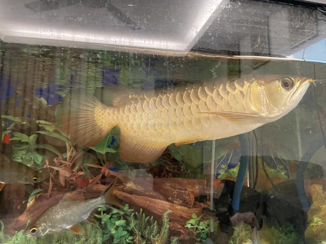 arwana highback & aquarium - photo 3 of 3