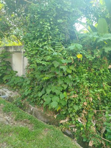 Nice flat land at Bukit Jambul, Penang. 1
