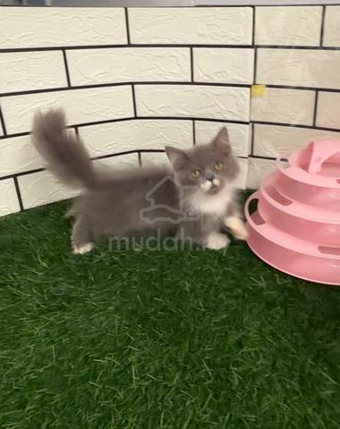 Kucing kaki pendek - photo 2 of 5