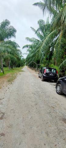 1 Ekar Malay Reserve Kelapa Sawit Pancang Bedena Sg Besar Sabak Benam 1
