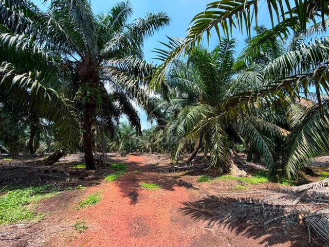 3.57 acre Pontian @ Ayer Baloi  @ Agricultural land 1