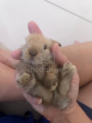 baby rabbit 2 weeks old(lion head mix holland lop) - photo 6 of 6