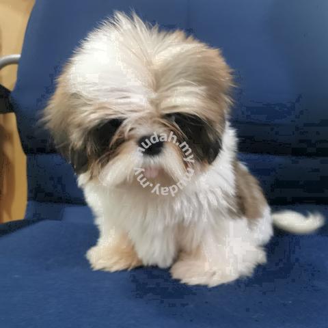 shih tzu for sale in kuala lumpur