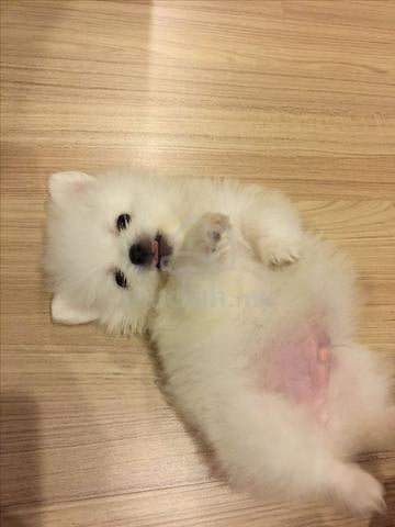 Carousel Image Selected