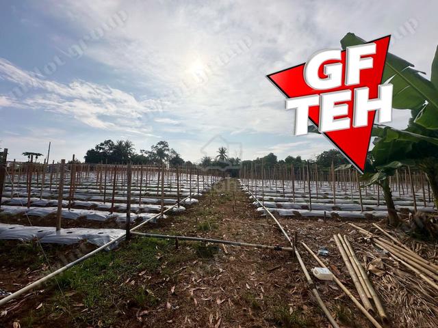 Fertile Soil  Sungai Lalang  Kedah Rm9.2psf a 2