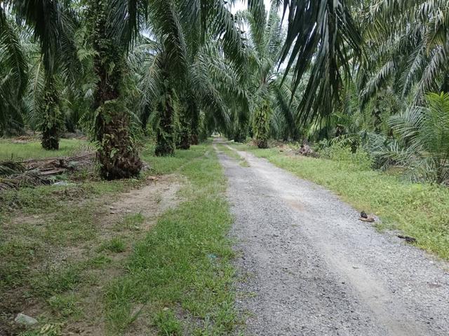 10 acres, oil palm Land at Larut Matang,Taiping. 1