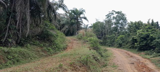 216 Acres Oil Palm Estate for Sale – Johol, Negeri Sembilan 1