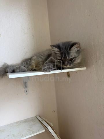 For rehome with fee - photo 4 of 4