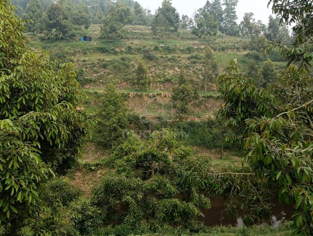 Durian farm kpg pantai non bumi 1