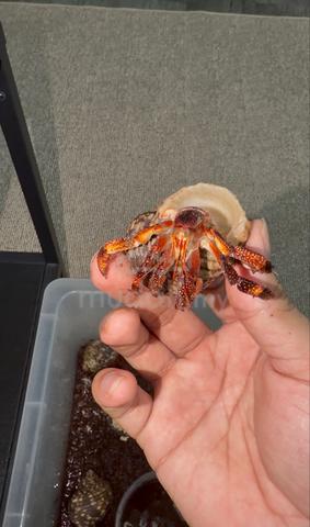 hermit crab - photo 2 of 3