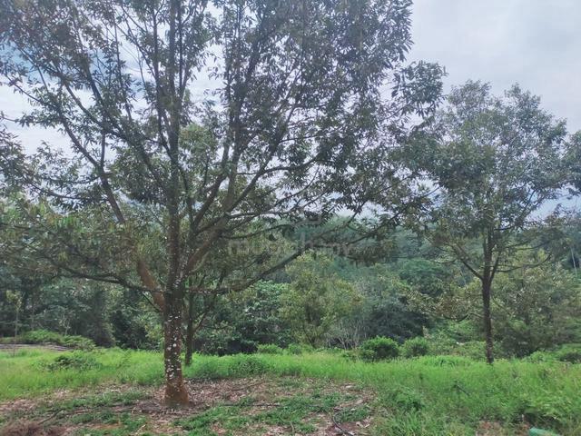 Kerling Sungai Jang Durian Plantation 1