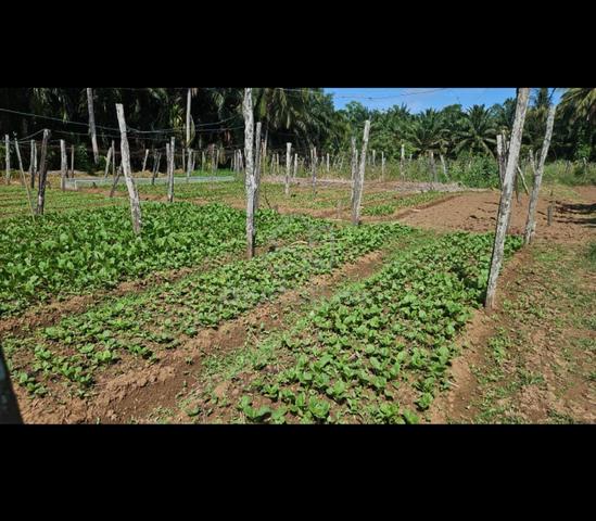 Agriculture land for sale 1