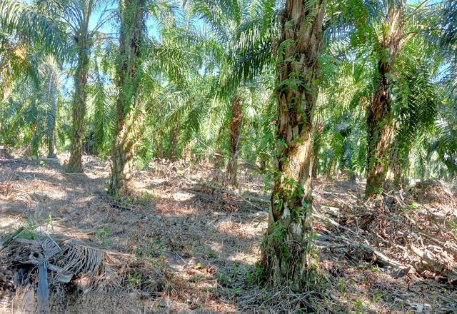 Tanah Untuk dijual segera di APAS  TAWAU 1