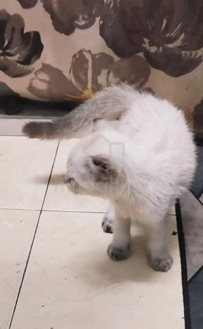 Kitten Male Mix Scotish fold - photo 5 of 6
