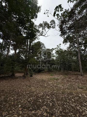Bekok Rubber land with durian trees for sales 1