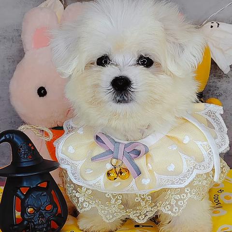 Carousel Image Selected