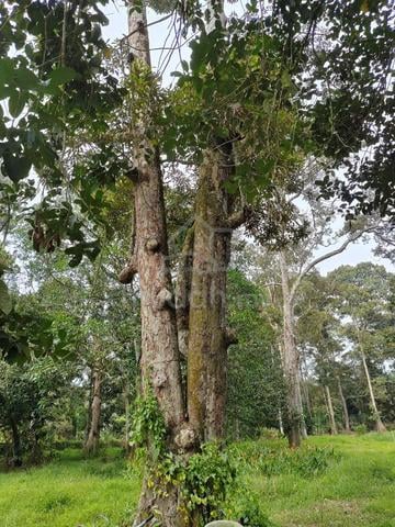 Freehold Agricultural Land | 2.755 Acres | Durian Farm | Linggi 1