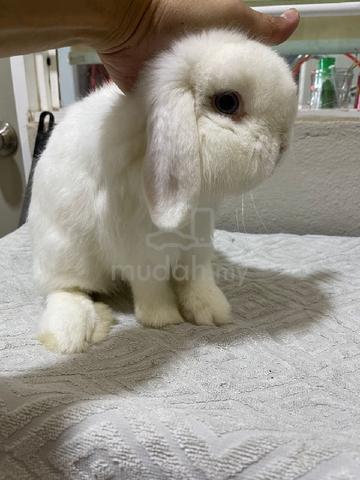 Lionhead best sale holland lop