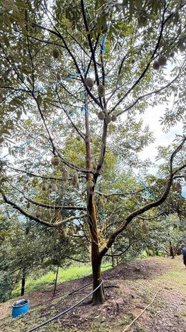 18 acres Musang King, Blacktorn Durian Tree Bentong Pahang, Freehold 1