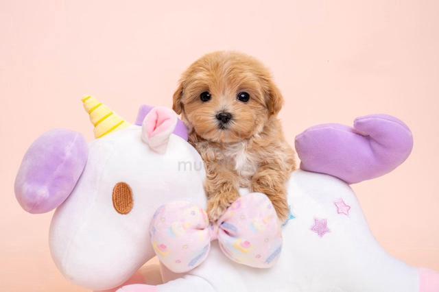 Carousel Image Selected