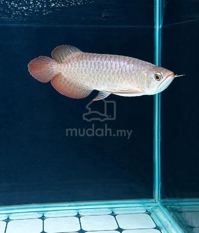 Arowana SR Local - photo 3 of 5