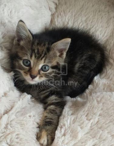 kitten comel - photo 6 of 6