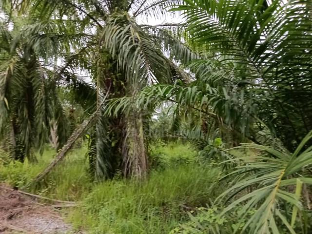 TANAH 3 EKAR HARGA TERENDAH di Kg tengah Sabak Bernam Selangor 2