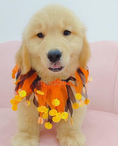 BIg Bone XXL & XL Golden Retriever *yu.0115 - Pets for sale in Puchong