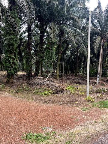 Tanah Pertanian 2.3 Ekar Parit Yaani Batu Pahat Yong Peng 2