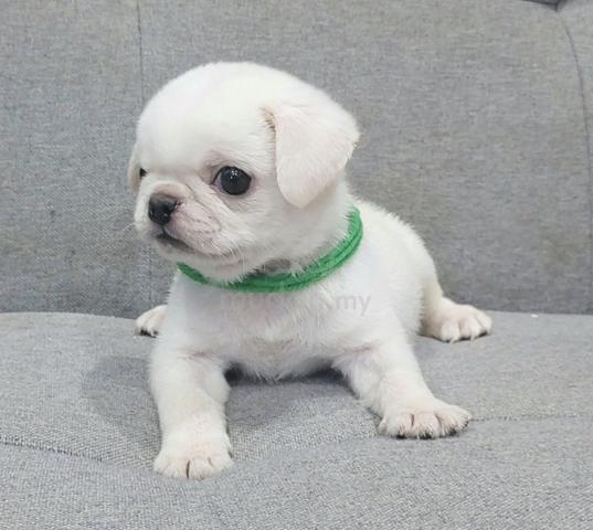 PUG PUPPIES 716🌻 Male White Color - photo 2 of 3