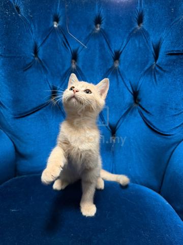 Anak Kucing Comel utk Dijual (Umur 4 Bulan) - photo 3 of 6