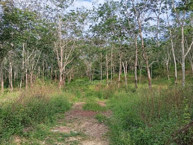 Tanah Getah Gemencheh Direct Owner Utk Dijual 1