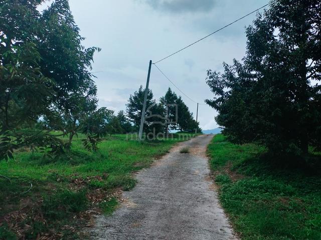 Lenggong Padang Grus Durian Land 5