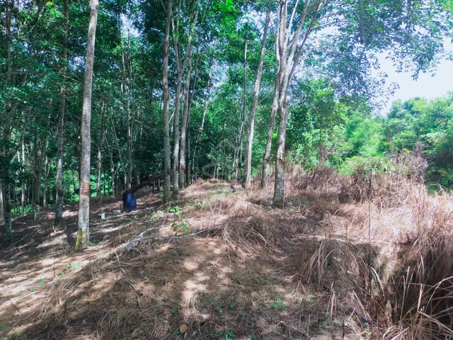 Lenggong Ayer Karah Rubber Land 5