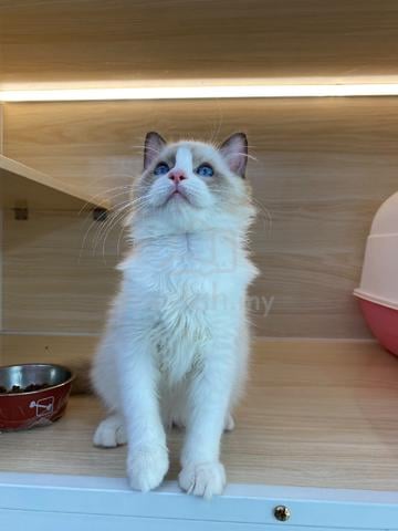 ragdoll - photo 2 of 3
