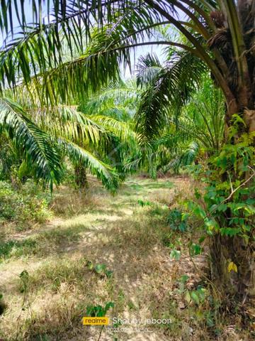 Tanah Sawit di Mukim Malau Bayas Jitra Kedah. 1