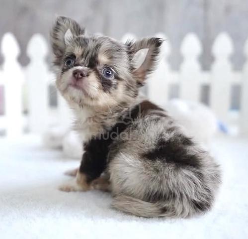 CHIHUAHUA PUPPIES VIP95🌷Head Apple Bonnie Dog Boy - photo 2 of 2