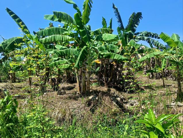 0.3 Acre Land in Balik Pulau 1