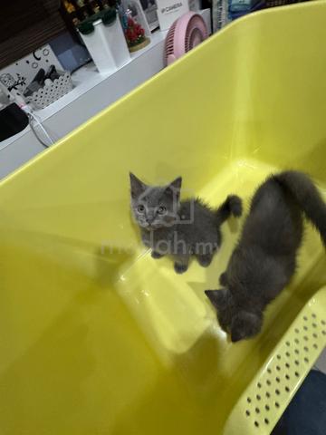 British Shorthair (Big Bone) - photo 4 of 5