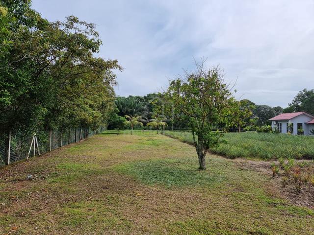 1.25 acres Orchard Farm, Nusa Dusun, Kuala Linggi  5