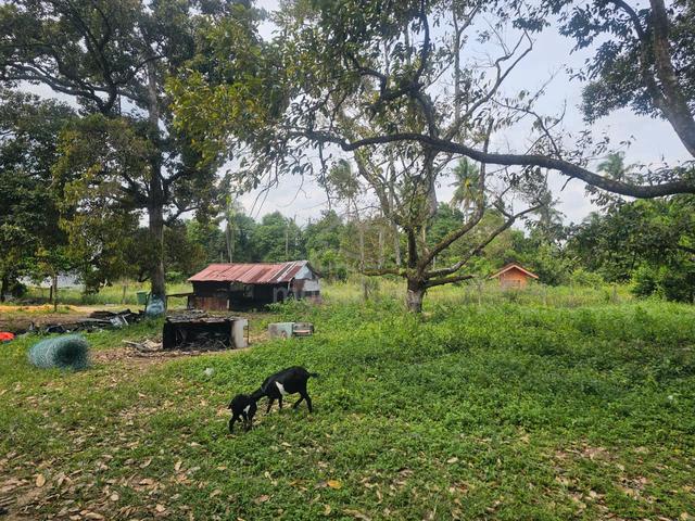 Prime Freehold Agriculture Land – Penor, Kuantan 1