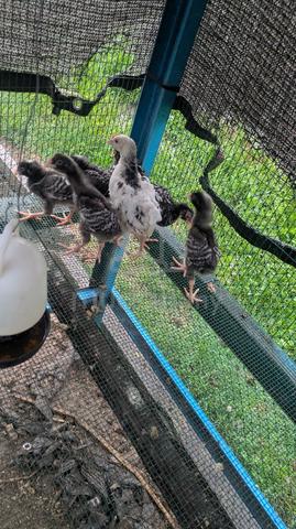 Ayam Barred Plymouth Rock (BPR) - photo 2 of 2